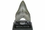 Serrated, 5.07" Fossil Megalodon Tooth - South Carolina - #202559-1